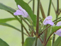 Preview: Schmalblättriger Wasserfreund - Hygrophila corymbosa 'Thailand'